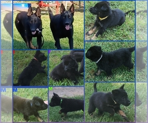 German Shepherd Dog Puppy for sale in RICE, TX, USA