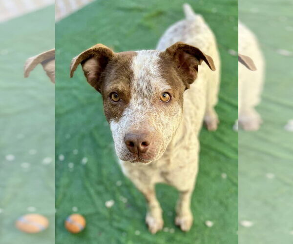 Medium Photo #1 Mutt Puppy For Sale in Polson, MT, USA