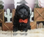 Puppy Hankie AKC Poodle (Miniature)