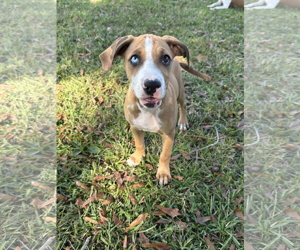 Medium Photo #1 Great Dane-Unknown Mix Puppy For Sale in Ball Ground, GA, USA