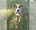 Small Great Dane Mix