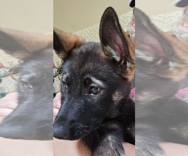 Medium Photo #2 German Shepherd Dog-Norwegian Elkhound Mix Puppy For Sale in Minneapolis, MN, USA