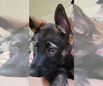 Small #1 German Shepherd Dog-Norwegian Elkhound Mix