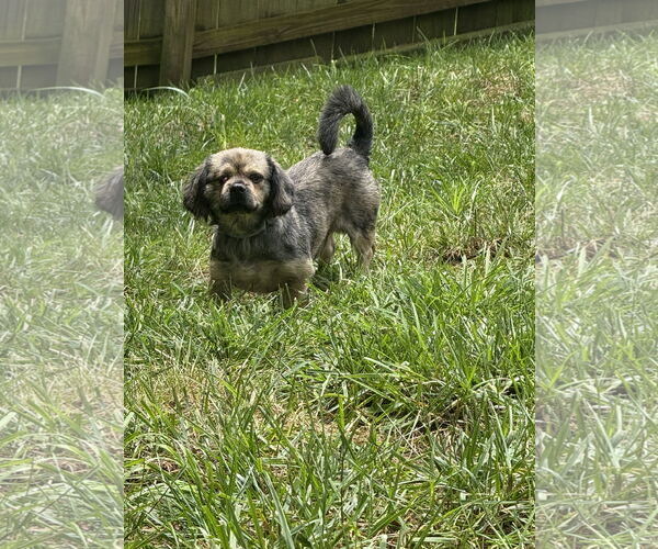Medium Photo #4 Pekingese-Unknown Mix Puppy For Sale in Holly Springs, NC, USA