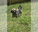 Small #3 Pekingese Mix