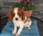 Small Photo #53 Cavalier King Charles Spaniel Puppy For Sale in GOSHEN, IN, USA