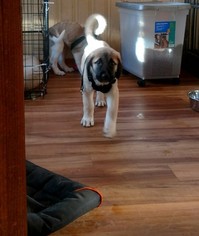 Anatolian Shepherd Puppy for sale in ASHEVILLE, NC, USA