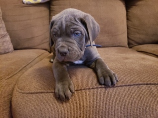 Cane Corso Puppy for sale in MADISONVILLE, KY, USA