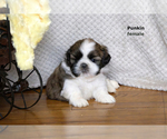 Image preview for Ad Listing. Nickname: Litter of 7