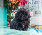 Small Photo #1 ShihPoo Puppy For Sale in HOLTWOOD, PA, USA