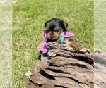 Small #18 Yorkshire Terrier