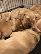 Small Photo #15 Golden Retriever Puppy For Sale in MESA, AZ, USA