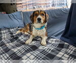 Small #1 Beagle Mix