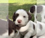 Small #6 English Springer Spaniel