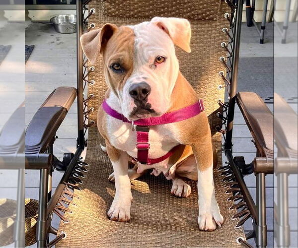 Medium Photo #4 American Bulldog-American Staffordshire Terrier Mix Puppy For Sale in Lawrenceville, NJ, USA