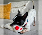 Small #1 Rat Terrier Mix