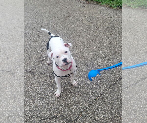 Medium Photo #10 American Pit Bull Terrier-Unknown Mix Puppy For Sale in Crete, IL, USA