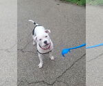 Small #9 American Pit Bull Terrier Mix