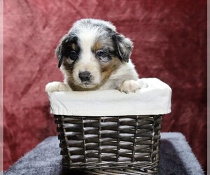 Australian Shepherd Puppy for sale in FREDERICKSBG, OH, USA
