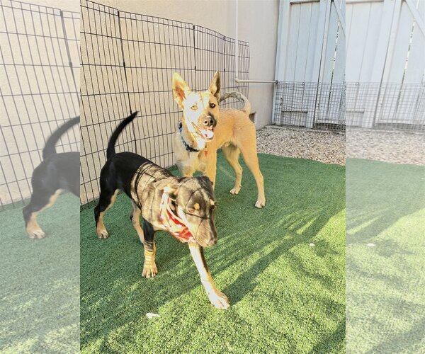 Medium Photo #10 Australian Kelpie-Unknown Mix Puppy For Sale in Dana Point, CA, USA