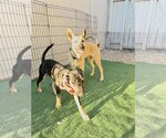 Small #9 Australian Kelpie Mix