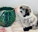 Small Photo #10 Sheepadoodle Puppy For Sale in HUNTINGTON BEACH, CA, USA