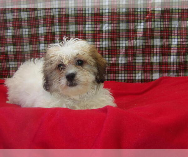 Medium Photo #4 Zuchon Puppy For Sale in PATERSON, NJ, USA