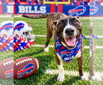 Small Photo #4 Bullboxer Pit Puppy For Sale in Southbury, CT, USA