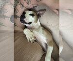 Small #19 Chihuahua Mix