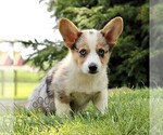 Small #4 Pembroke Welsh Corgi
