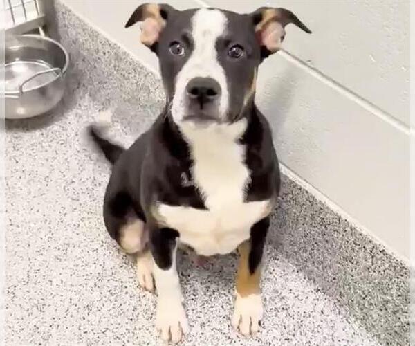 Medium Photo #3 American Pit Bull Terrier Puppy For Sale in Houston, TX, USA