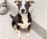 Small #2 American Pit Bull Terrier