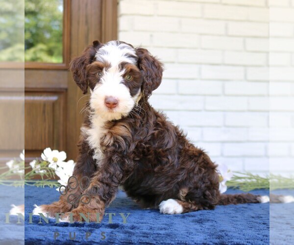 Medium Photo #3 Bernedoodle (Miniature) Puppy For Sale in NARVON, PA, USA