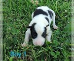 Small #16 Border Collie