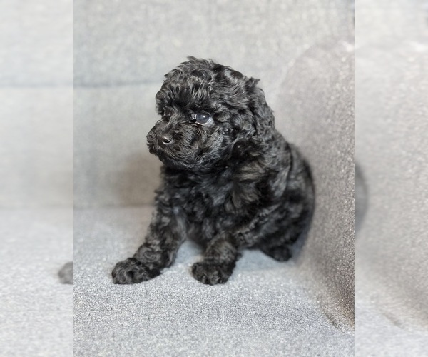 Medium Photo #1 Poodle (Toy) Puppy For Sale in CHESTERFIELD, VA, USA