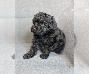 Poodle (Toy) Puppy for sale in CHESTERFIELD, VA, USA