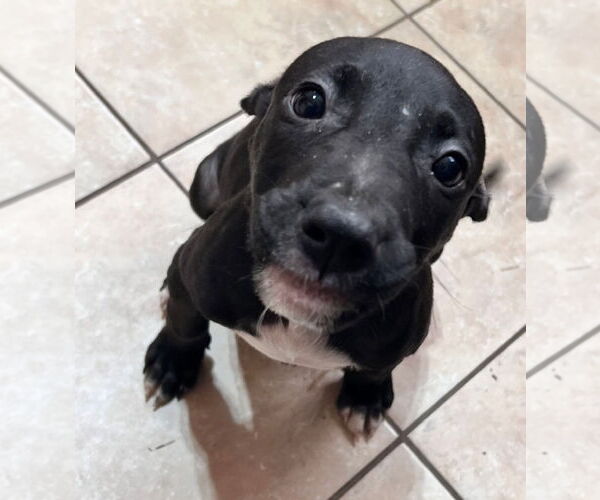 Medium Photo #3 American Staffordshire Terrier-Unknown Mix Puppy For Sale in Tracy City, TN, USA