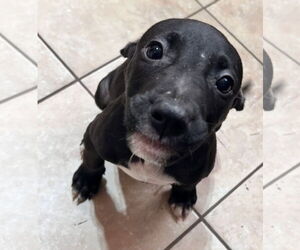 Tycoon - Male American Staffordshire Terrier-Unknown Mix Dog for Adoption - Photo #3