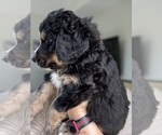 Small #5 Bernedoodle