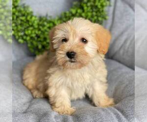 Schnoodle (Miniature) Puppy for sale in MIDDLESEX, NY, USA