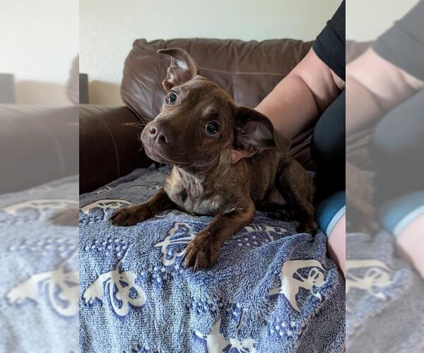 Medium Photo #1 Chiweenie Puppy For Sale in San Antonio, TX, USA