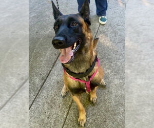 Astrid Located in Colorado - Female Mutt Dog for Adoption - Photo #2