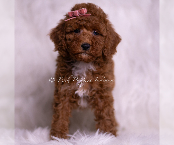 Medium Photo #1 Poodle (Toy) Puppy For Sale in WARSAW, IN, USA