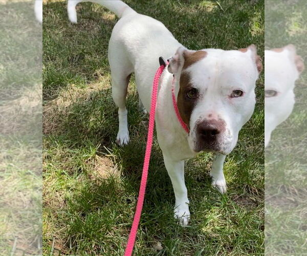 Medium Photo #17 American Staffordshire Terrier-Unknown Mix Puppy For Sale in Holly Springs, NC, USA