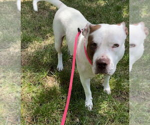Juno - Female American Staffordshire Terrier-Unknown Mix Dog for Adoption - Photo #17