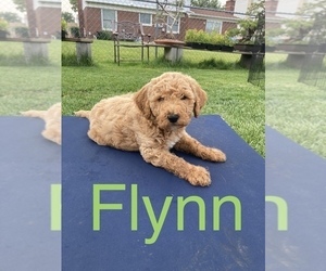 Goldendoodle Puppy for sale in ST HEIGHTS, MI, USA