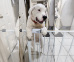 Small Photo #3 Great Pyrenees Puppy For Sale in Houston, TX, USA