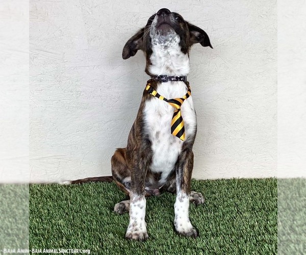 Medium Photo #3 Labrador Retriever-Plott Hound Mix Puppy For Sale in San Diego, CA, USA