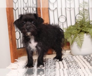 Yo-Chon Puppy for sale in NAPLES, FL, USA
