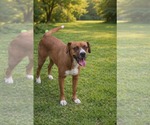 Mochie - goofy girl - Female Boxador Dog for Adoption - Small photo
